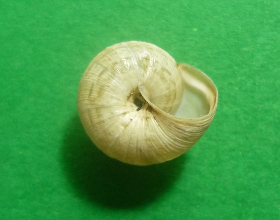 Cernuella enigmatica da Viterbo